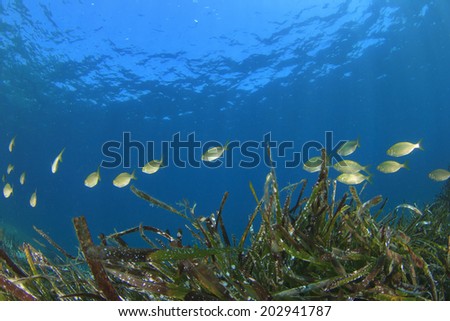 Seaweed and fish in ocean