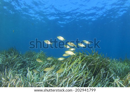 Seaweed and fish in ocean