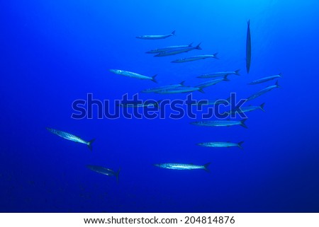 School Barracuda Fish Ocean