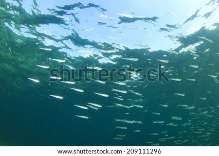 Sardines fish fry