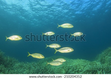 School of fish in ocean: Amberjacks hunting