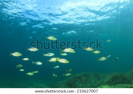School of fish in ocean