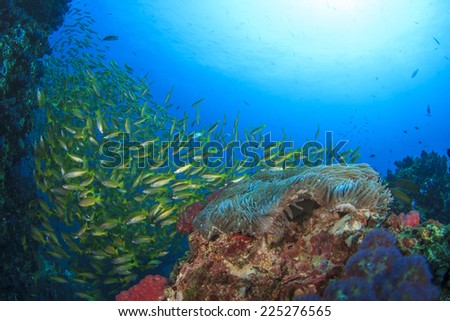 Coral and fish in ocean