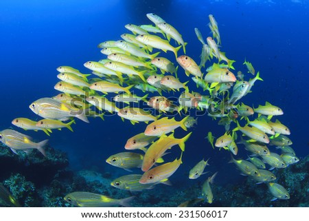 School of yellow fish;goatfish underwater
