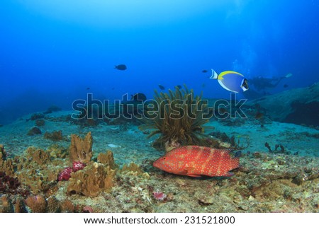 Coral Grouper on underwater reef