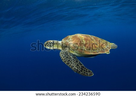 Green Sea Turtle underwater in sea beside tropical island paradise