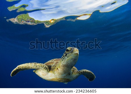 Green Sea Turtle underwater in sea beside tropical island paradise
