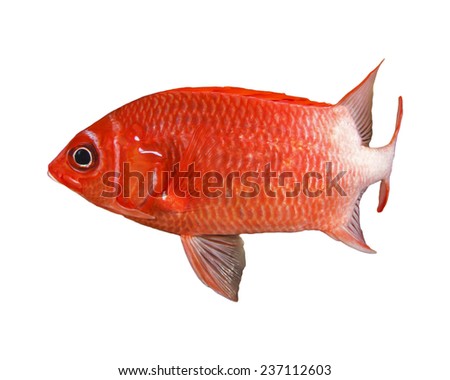 Red tropical fish isolated on white background (Squirrelfish)