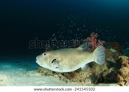 Giant Puffer fish