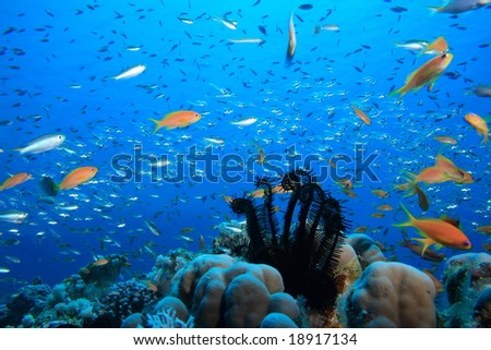 Feather star and fish on a tropical coral reef