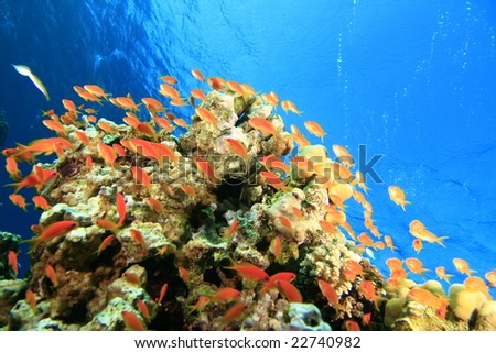 Reef Jewell