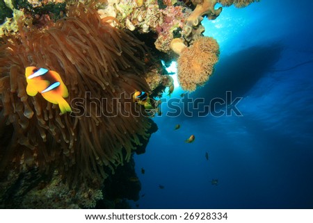 Anemonefishes below a Dive Boat