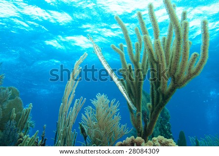 Trumpetfish in Caribbean Underwater Landscape