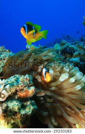 Red Sea Anemonefishes (Amphiprion bicinctus) in Bubble Anemone
