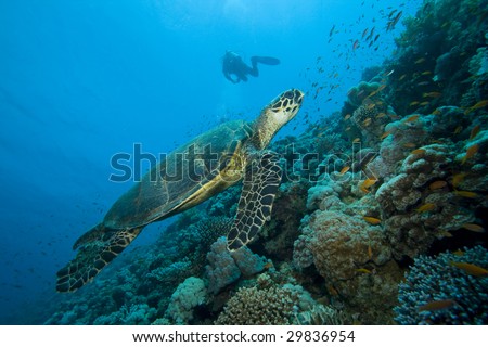 Hawksbill Turtle and silhouette of scuba diver