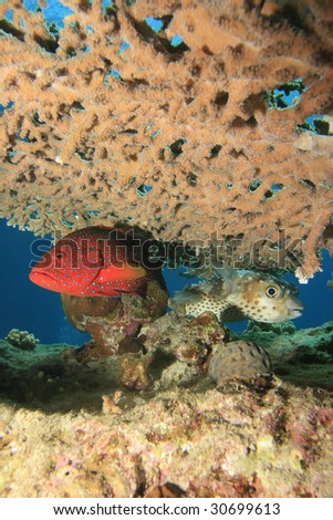 Coral Grouper and Yellowspotted Burrfish shelter under Acropora Table Coral