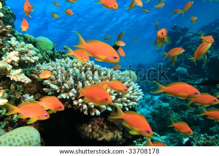 Beautiful Colorful Fish