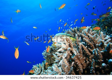 Coral Reef and Tropical Fish in the Ocean