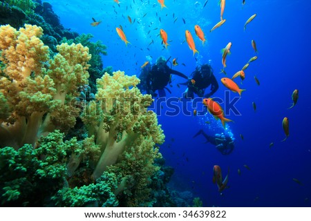 Scuba Divers and Coral Reef