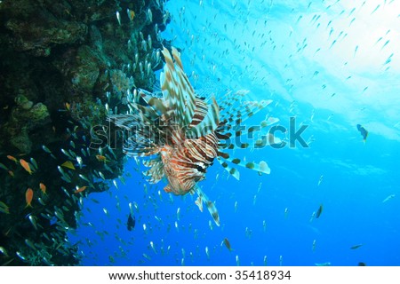 Lionfish hunting fish fry