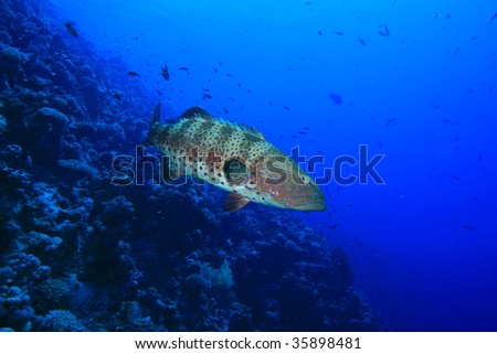 Red Sea Coral Grouper (Plectropomus pessuliferus)
