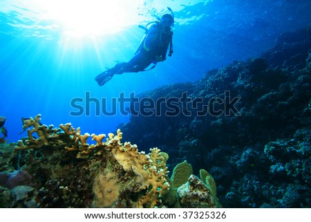Scuba DIver on a sun lit reef