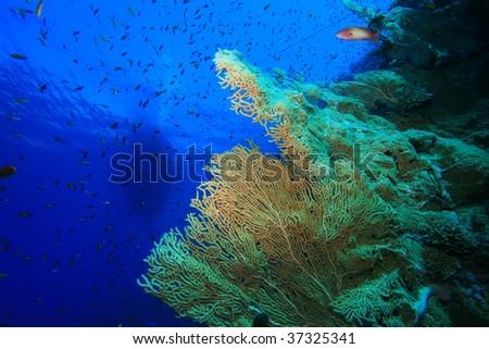 Gorgonian Fan Corals with diving boat in background