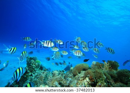 Environmental issue: A shoal of Scissortail Sergeants swims over dead coral killed by global warming