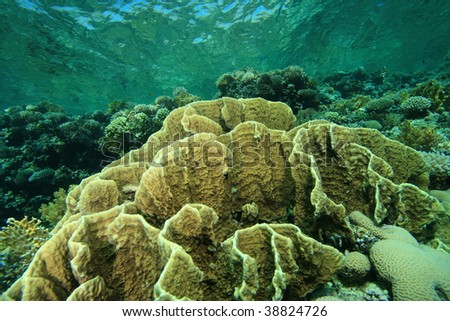 Shallow coral reef with Plate Fire Corals