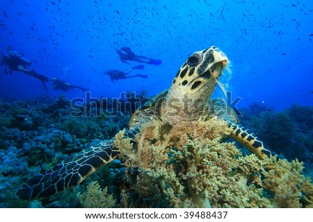 Hawksbill Turtle feeds on soft coral with scuba diver silhouettes in background
