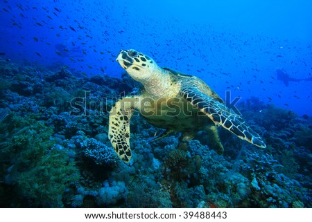 Hawksbill Turtle feeds on soft coral with scuba diver silhouettes in background