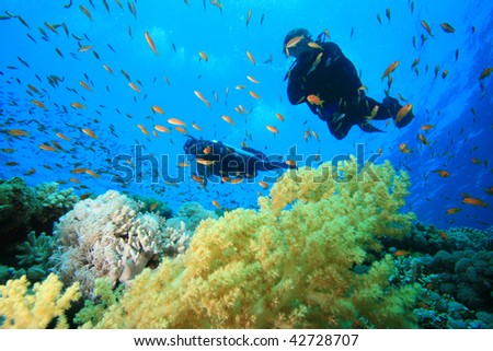 Scuba divers explore a coral reef