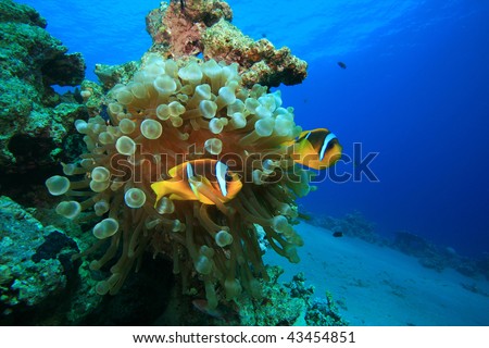 Red Sea Anemonefishes
