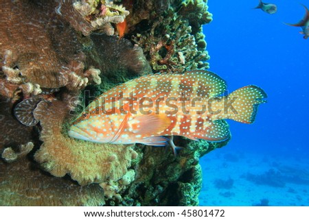 Coral Grouper (Cephalopholis miniata)