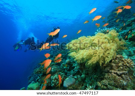 Coral Reef and Tropical Fish with family Scuba Diving in background