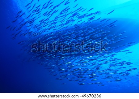 Shoal Of Sardines
