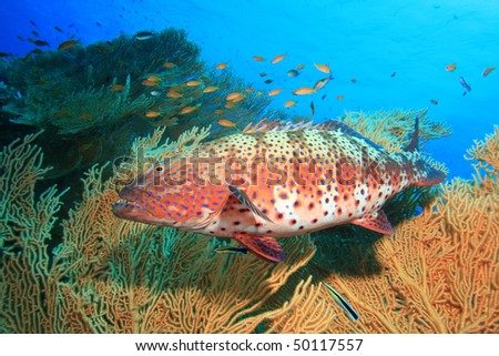 Red Sea Coral Grouper beside Giant Sea Fan (Gorgonian) coral