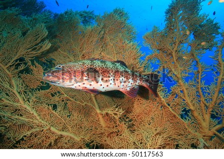 Red Sea Coral Grouper beside Giant Sea Fan (Gorgonian) coral