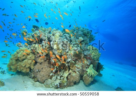 Coral Pinnacle with tropical fish. Boat and Scuba divers in background