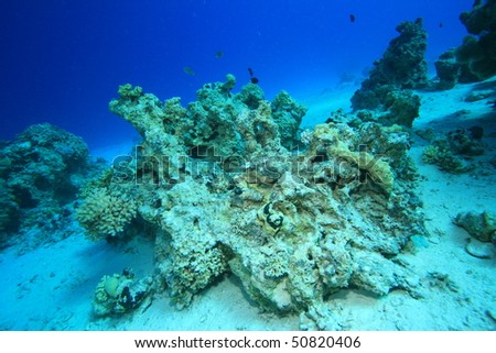 Dead coral reef killed by rising sea temperatures and pollution