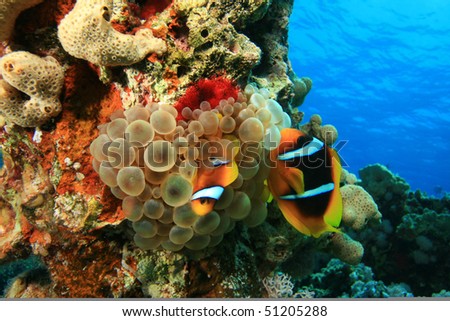 Adult and juvenile Red Sea Anemonefish in Bubble Anemone