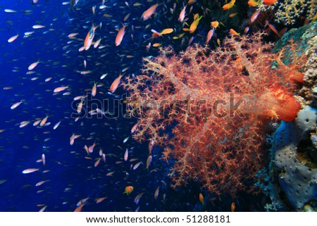 Soft Coral with Anthias and Fish Fry