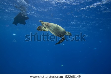 Environmental Problem - Turtle swims through sea full of plastic bags and other trash