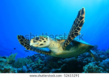 Graceful Hawksbill Turtle fins over a coral reef