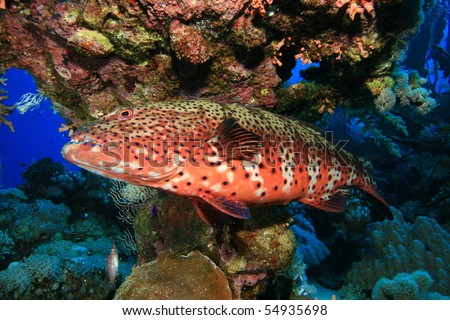 Red Sea Coral Grouper (Plectropomus pessuliferus)