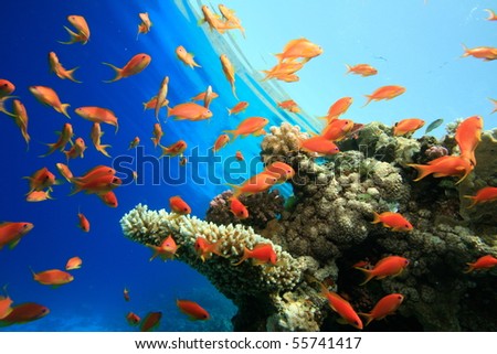 Lyretail anthias on coral reef