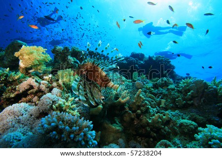 Coral Reef and Scuba Divers