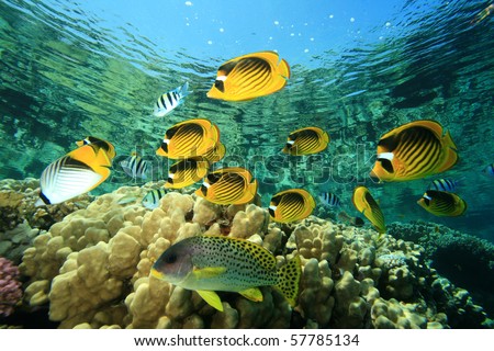   Butterfly Fish on Fish And Coral  Red Sea Raccoon Butterflyfishes On A Coral Reef Stock