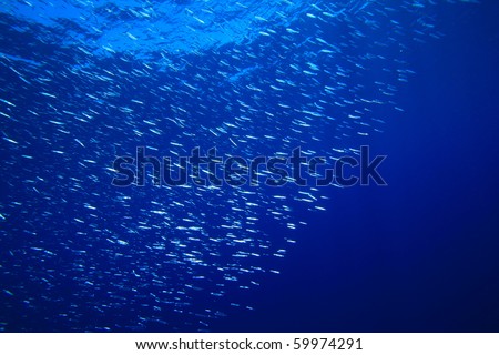 Nature background with fish fry