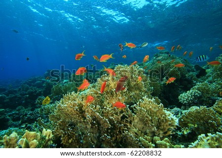 shallow coral reefs